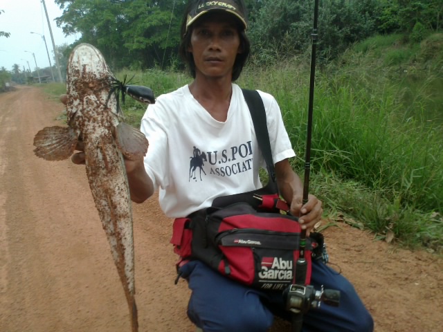 กบชาวบ้านมันจริงๆ