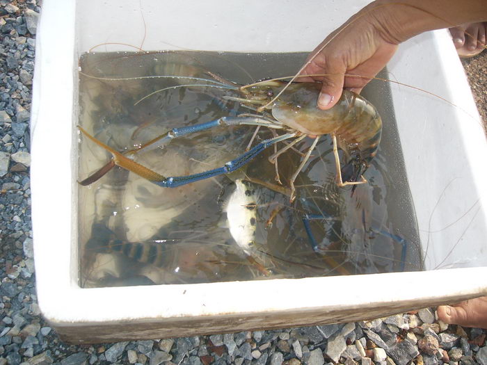 บางไทร ทั้งกุ้งทั้งปลา