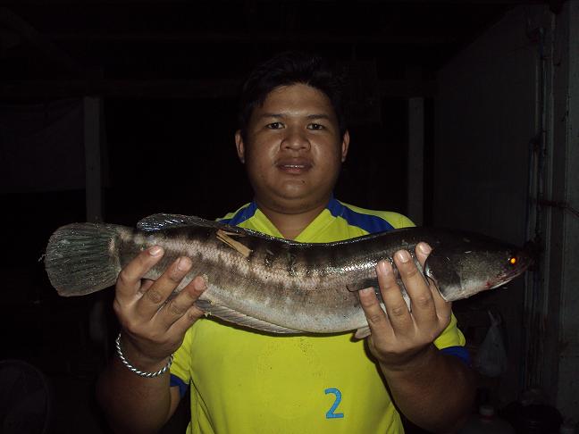 กัดเละ ผักไห่