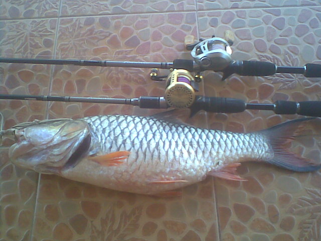 กระสูบฝายวังบัวกำแพงเพชร