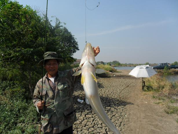 ท่านใดที่สนใจตกเห็นโคน