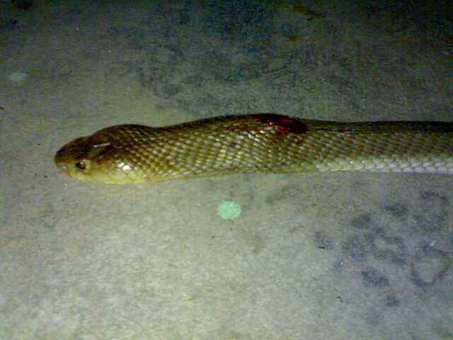 แขกไม่ได้รับเชิญ