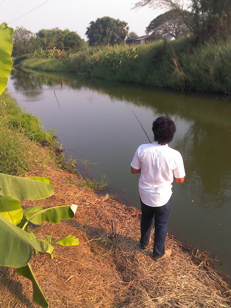 ปลายางชายคลอง
