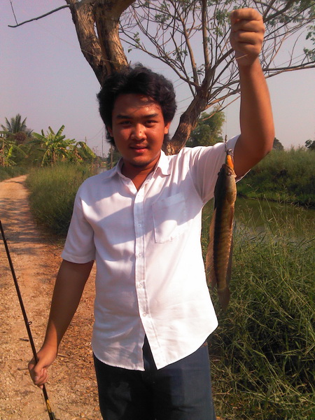 ปลายางชายคลอง