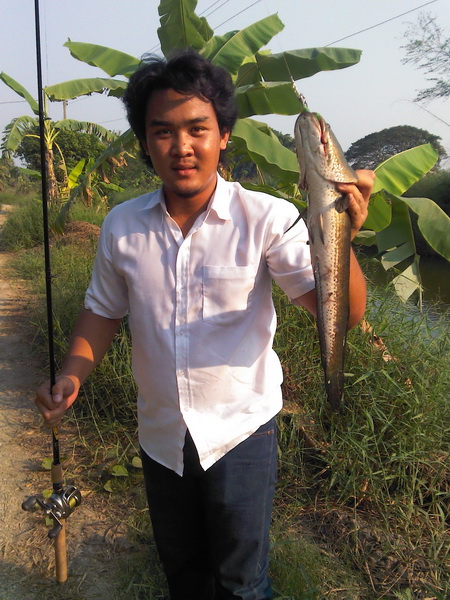 ปลายางชายคลอง
