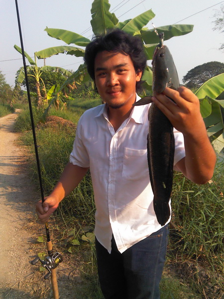 ปลายางชายคลอง