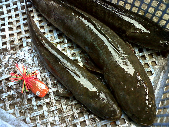 เมื่อวาน  มื้อเย็นหมายใหม่ปลารวม