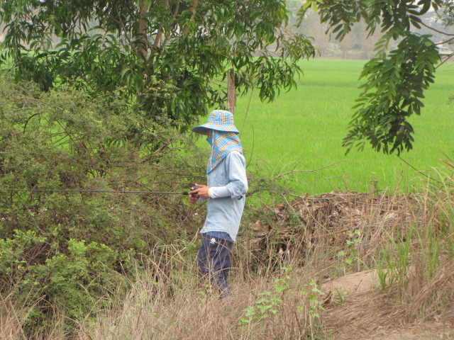 (เบิร์ด  ปลาจิบ )ช่อน-ชะโด