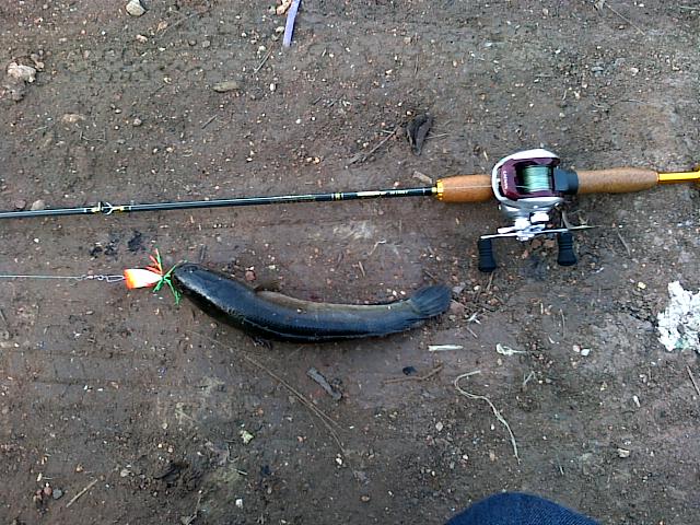 HMT  killed SnakeHead 