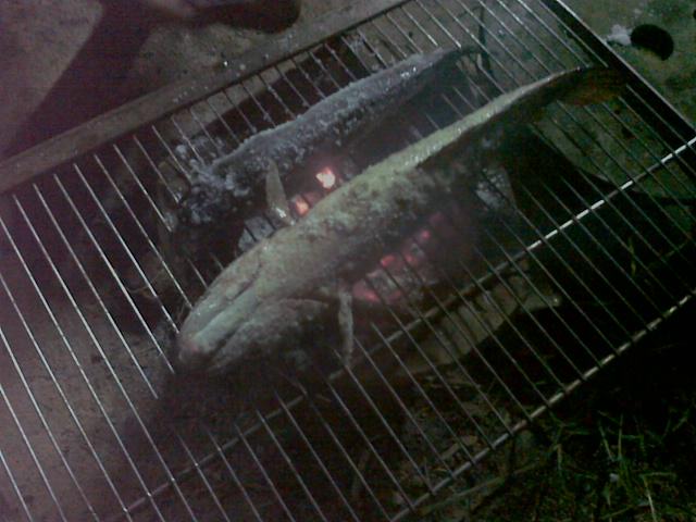 HMT  killed SnakeHead 