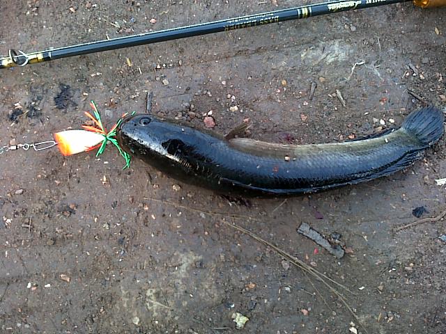 HMT  killed SnakeHead 