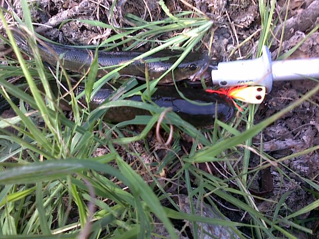 HMT  killed SnakeHead 