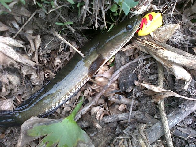 HMT  killed SnakeHead 