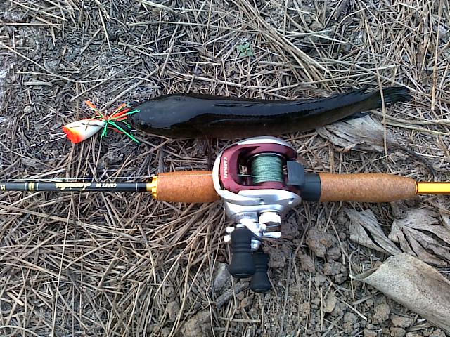 HMT  killed SnakeHead 
