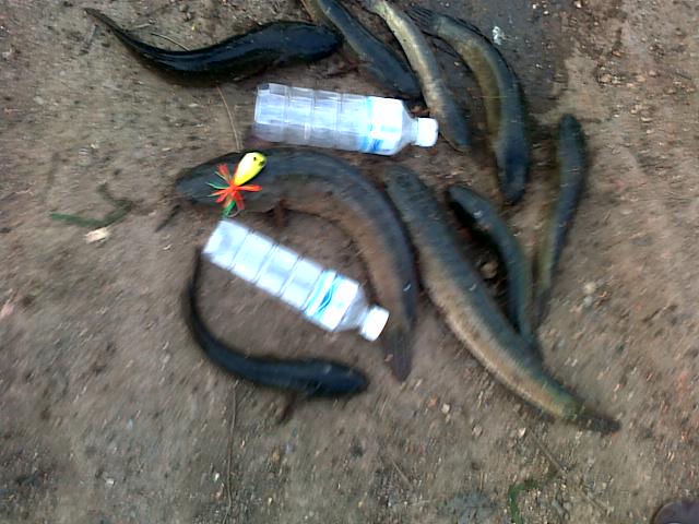 HMT  killed SnakeHead 