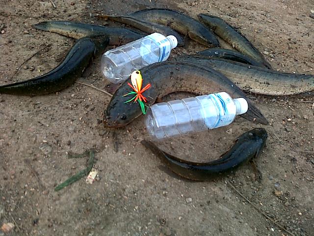 HMT  killed SnakeHead 