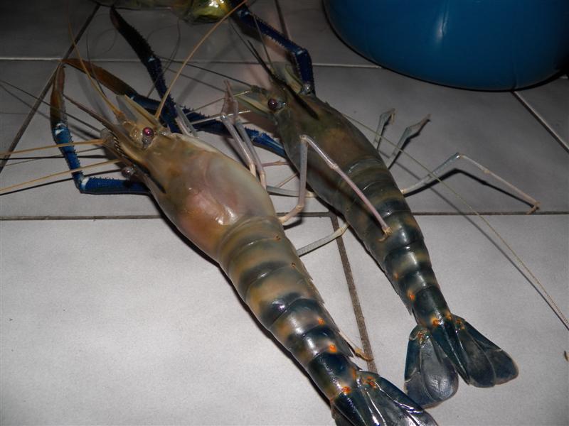 ตกกุ้ง คนเดียวก้อดีนะ.....