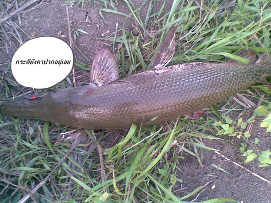 ตกช่อน แต่ได้ เอริเกเตอร์ เฉย