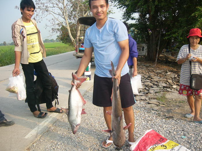 ซาหวาย บางไทร