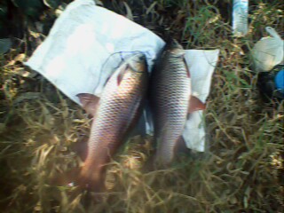 ทดลองส่ง