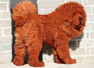 หมาที่แพงที่สุดในโลกราคาแค่ 45,900,000 บาทเท่านั้น