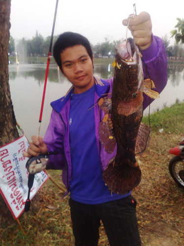 ออกล่ายามเย็น