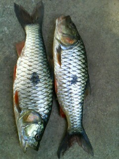 กระสูบใกล้ๆบ้านที่โคราชคับ