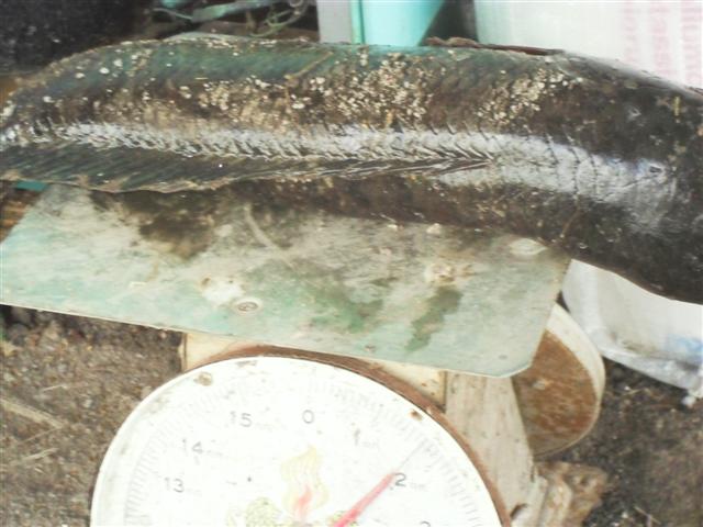ช่อน สุพรรณ ในฟาร์มกุ้ง(ปิด)