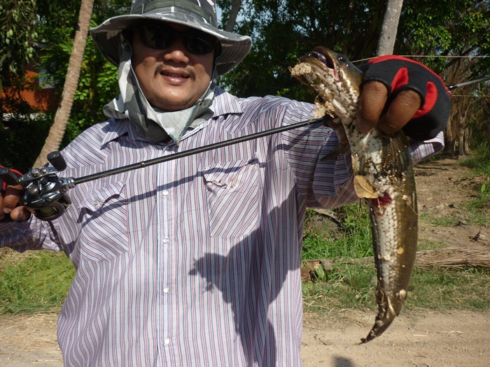 เทสกบโดด ต้นลำแชะ