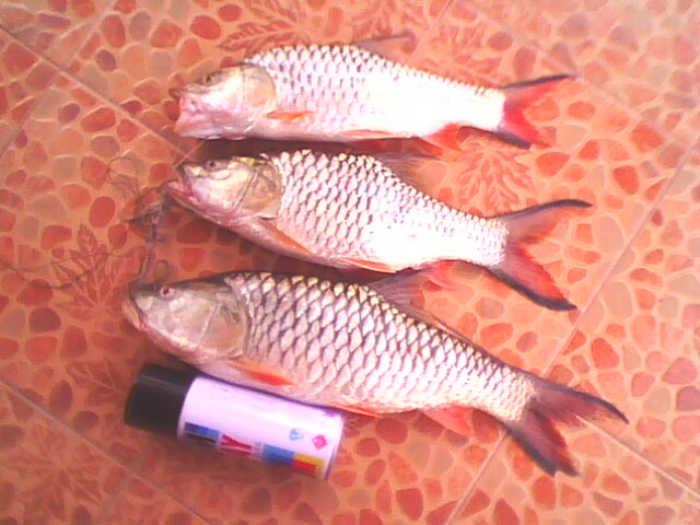กระสูบฝายวังบัวกำแพงเพชร