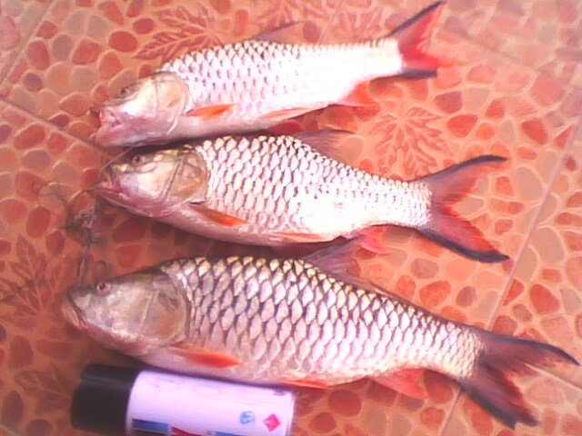 กระสูบฝายวังบัวกำแพงเพชร