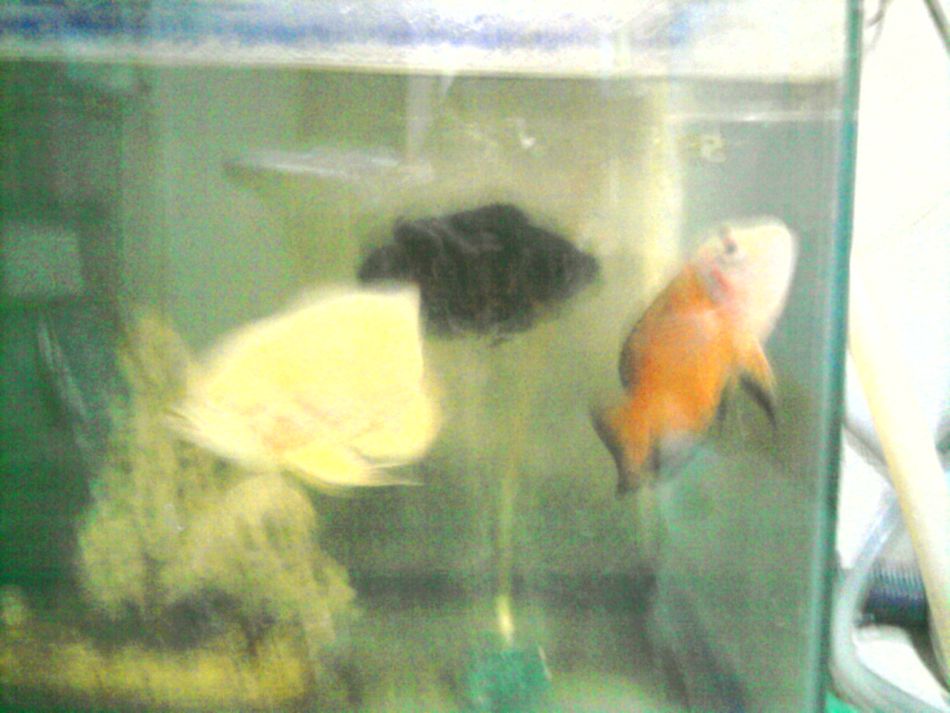 เอารูปปลาที่บ้าน มาให้ชมกันคับบ