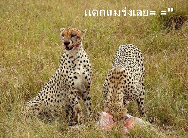 ภาพสัตว์ต่างสายพันธุ์ที่หาดูยาก น้ำตาจะไหล  
