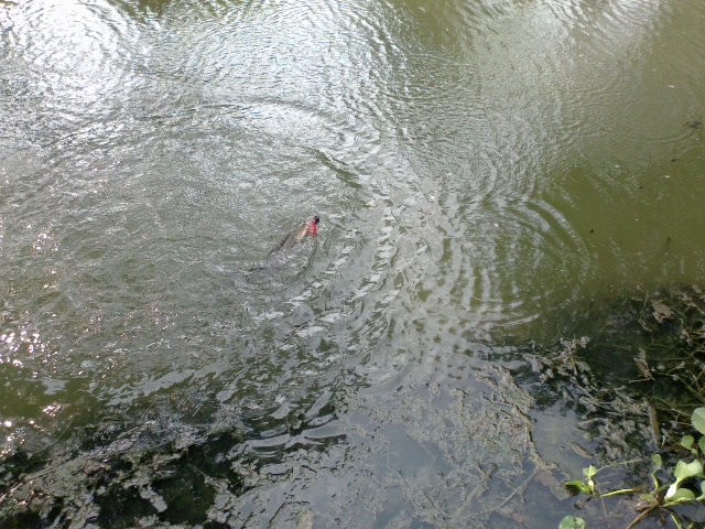 +++!!!หนอนผี!!!+++