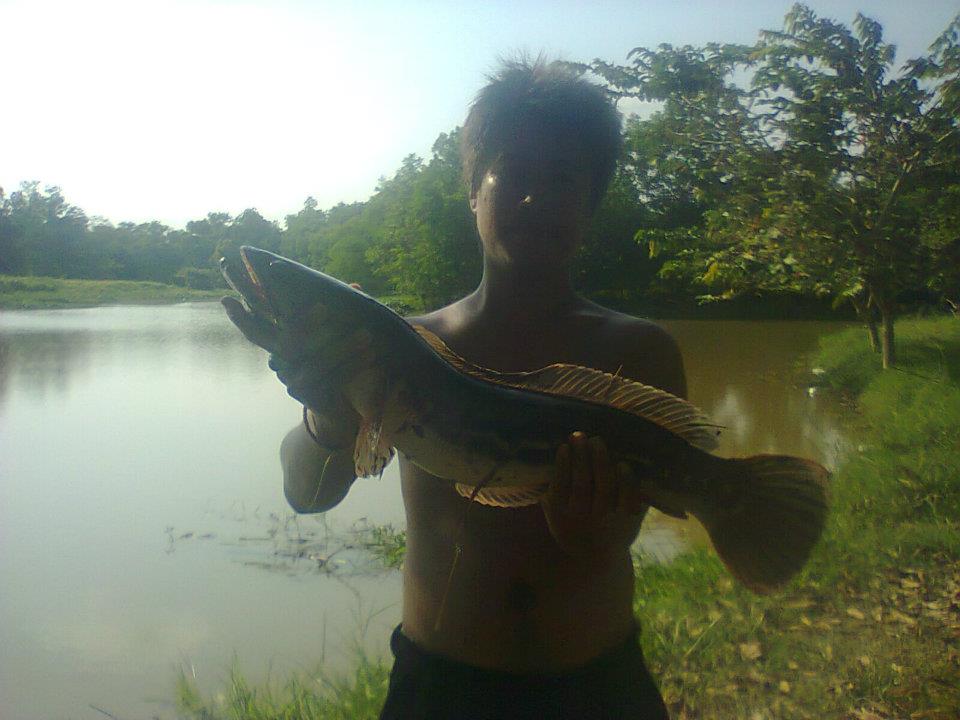 แกะบ้านพรุ  หาดใหญ่