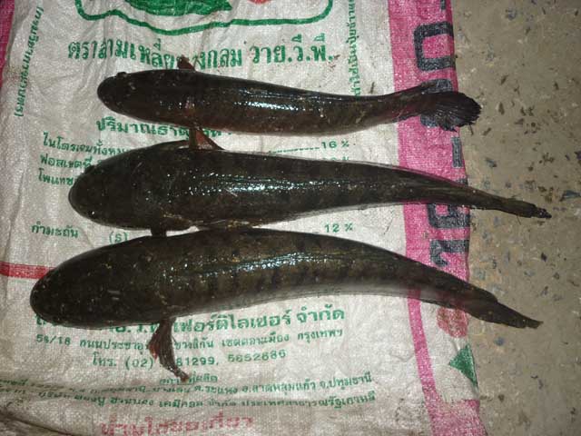 ต่อเลยครับ เคาะกระดี่ยามเย็น หมายกรุงเก่า