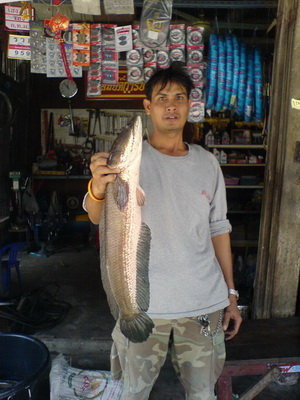 ปลากาขุนด่าน