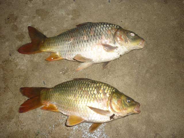 ได้มา2หน่วย ทำไร อร่อยครับน้า