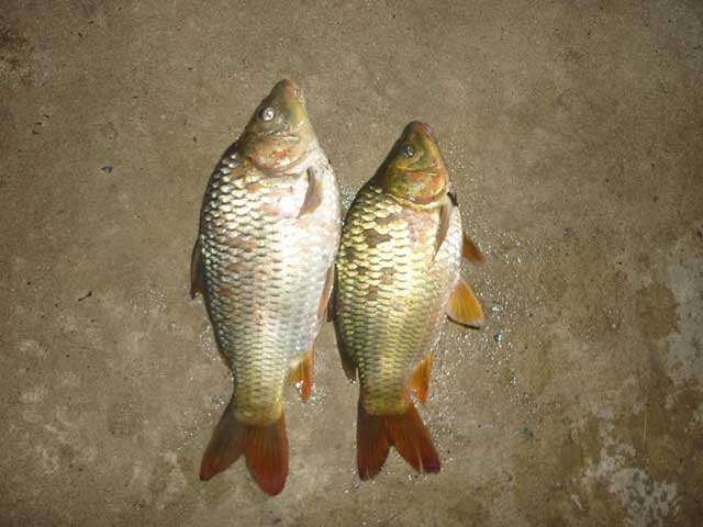 ได้มา2หน่วย ทำไร อร่อยครับน้า