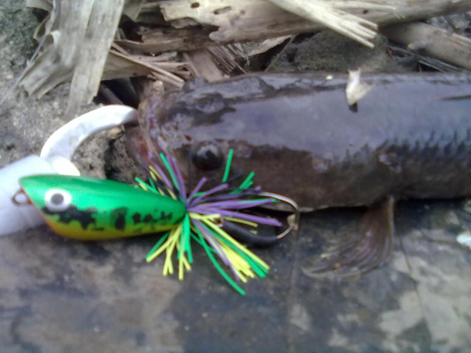 เทส  กบ  Actionlure,,,,,,,,,,,,,,,,,,,,,,,,