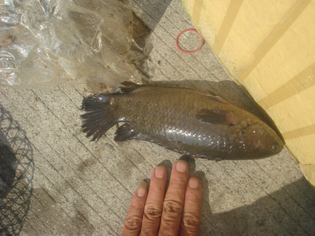 ฝากให้น้าต้นกิตติพงษ์ดูครับ