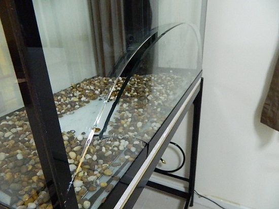 เกือบไปแล้ว  สัตว์เลี้ยงแสนรัก