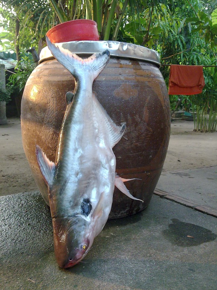 เทโพที่สะพานขาณุฯ