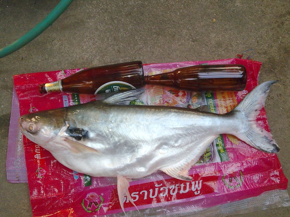 เทโพที่สะพานขาณุฯ