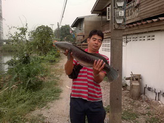 วันว่างๆ ครับ เลยทำ ไปหลอกปลา