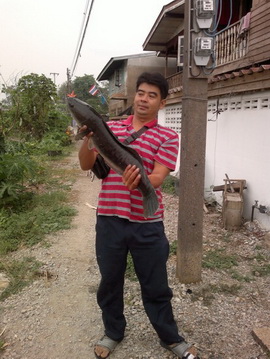 วันว่างๆ ครับ เลยทำ ไปหลอกปลา