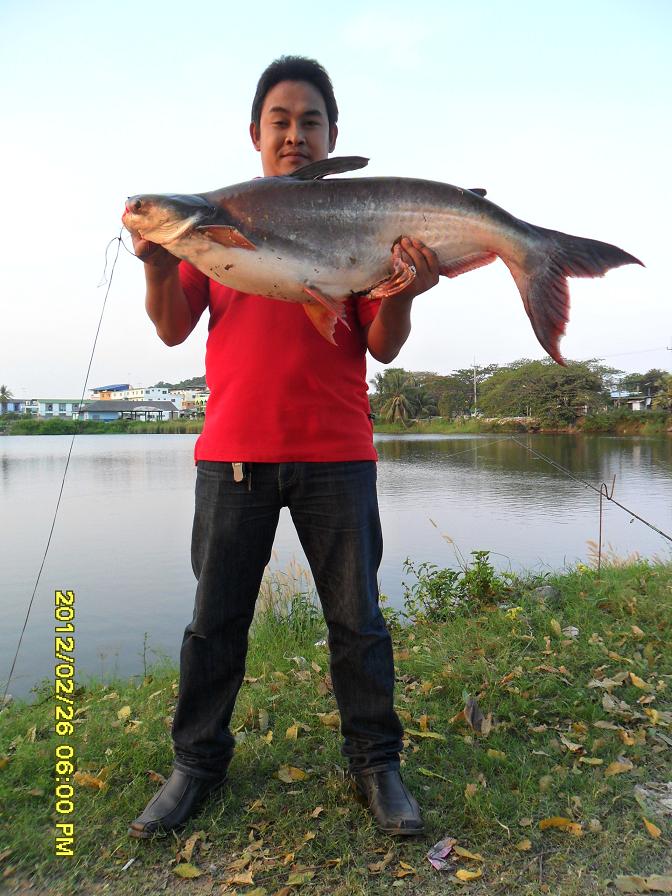 ลูกสวาย 2