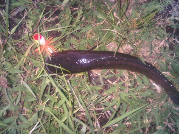 ปลาลพบุรี