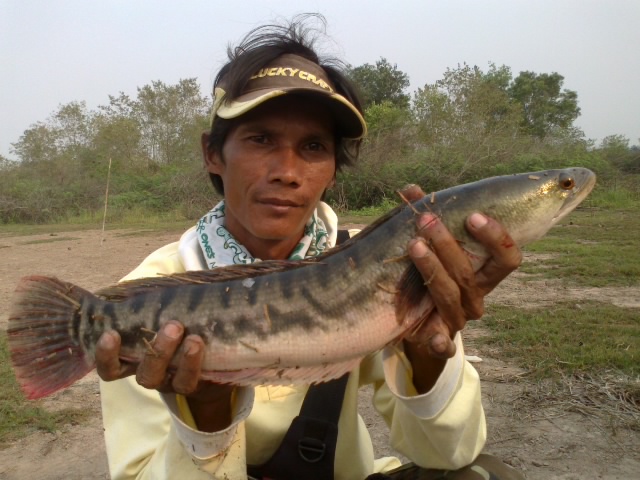 +++3.5โดนลุมยำ+++