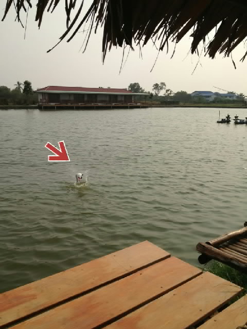 จิ๋วๆby...yo-zuri